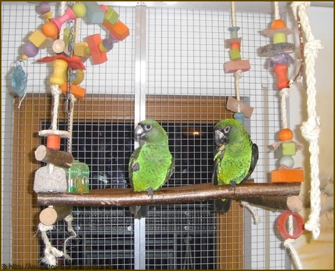 im Vogelzimmer 115